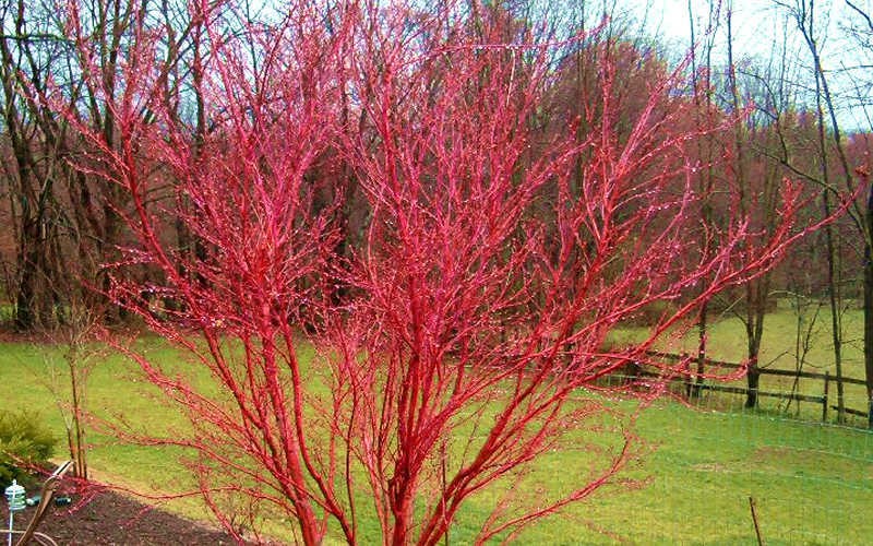 Bright red branches of the Coral Bark Japanese Maple Tree