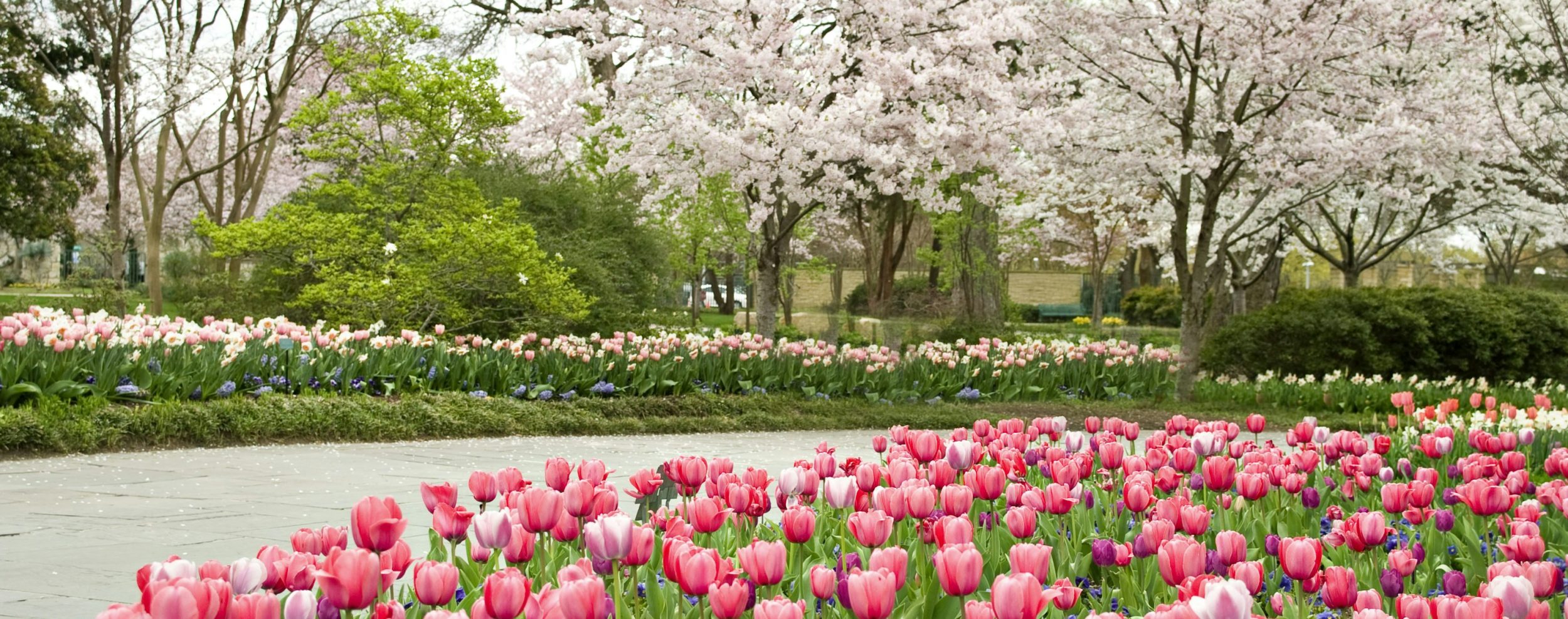 Dallas Blooms | Dallas Arboretum and Botanical Garden