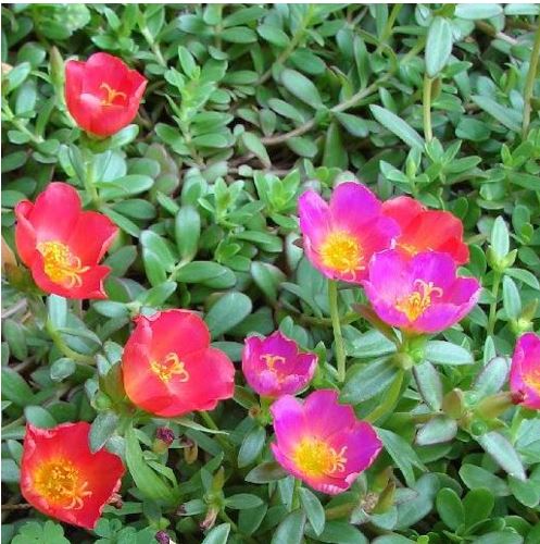 portulaca