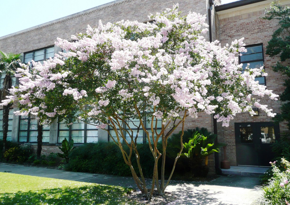 Image of properly pruned crape myrtle tree in bloom in front of building