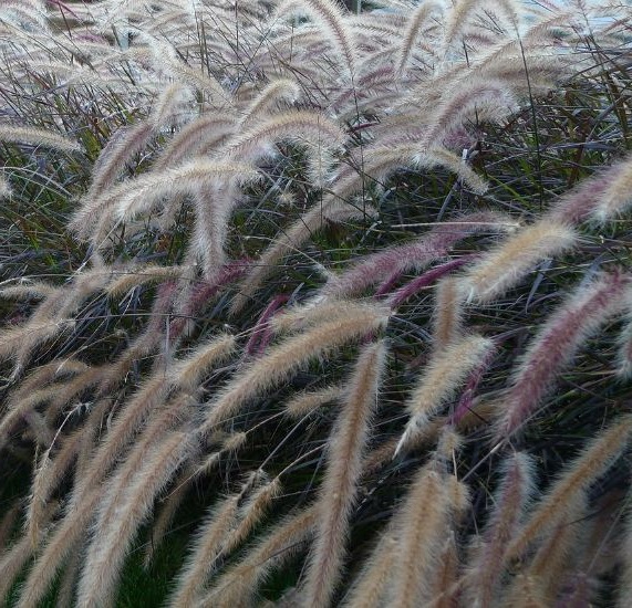 purple fountain grass