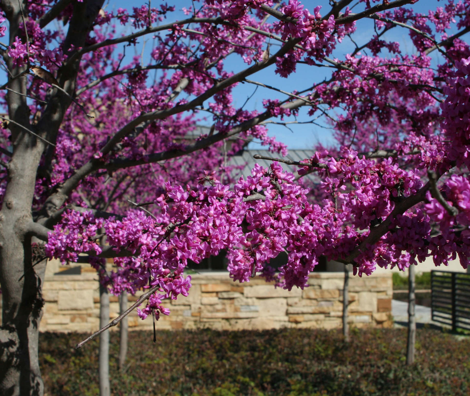 red bud native tree