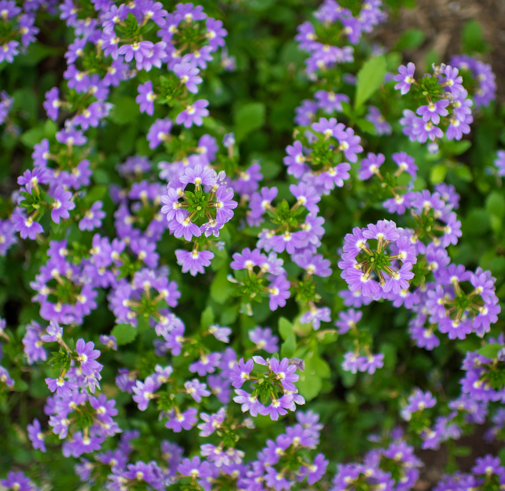 Close up of purple scaevola.