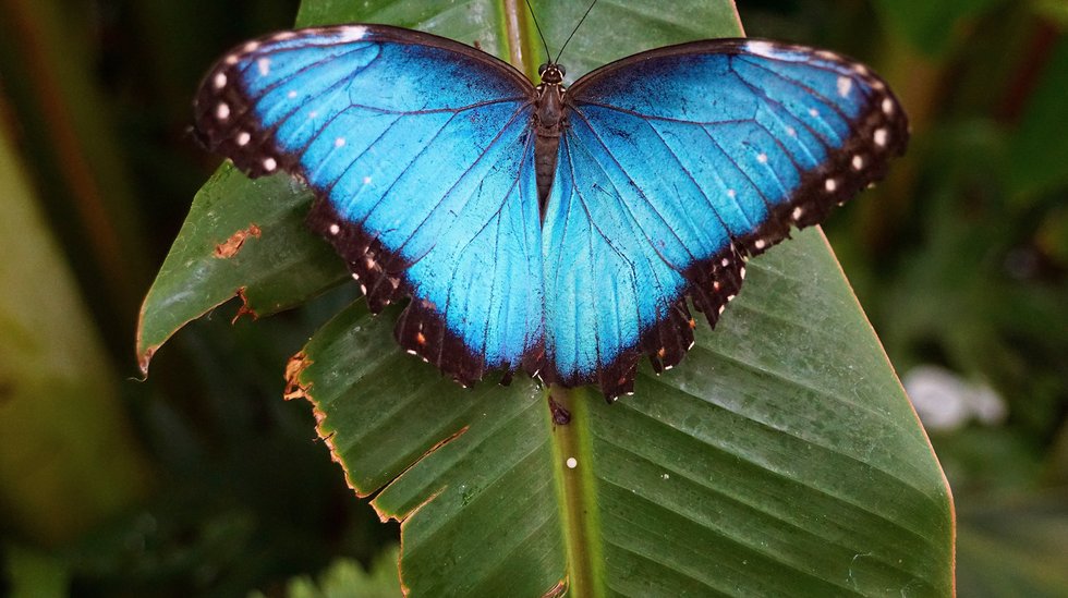 Live Butterflies Reintroducing Fort Worth Botanic Garden's Renovated Conservatory - Fort Worth Magazine