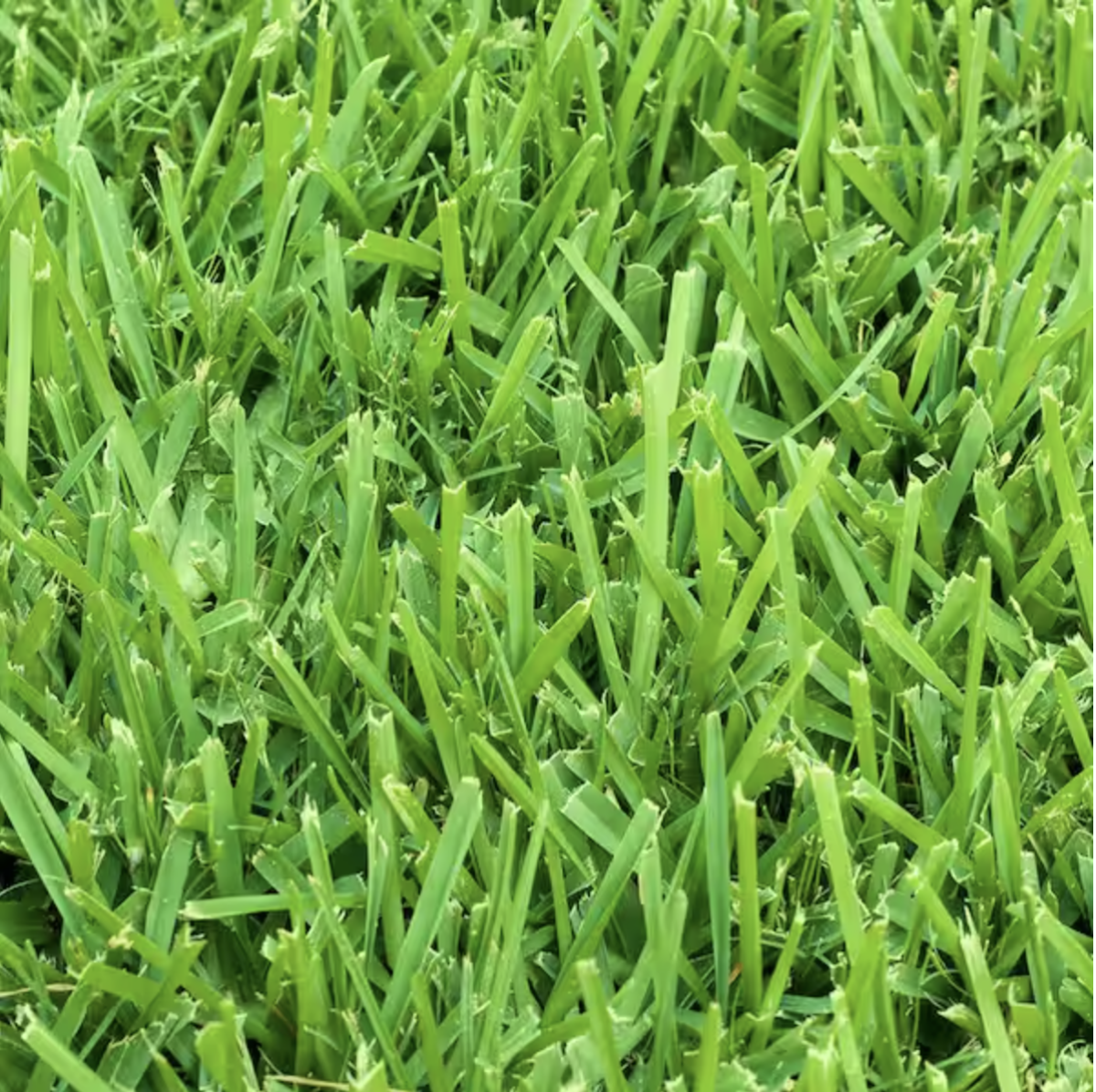 St. Augustine Grass