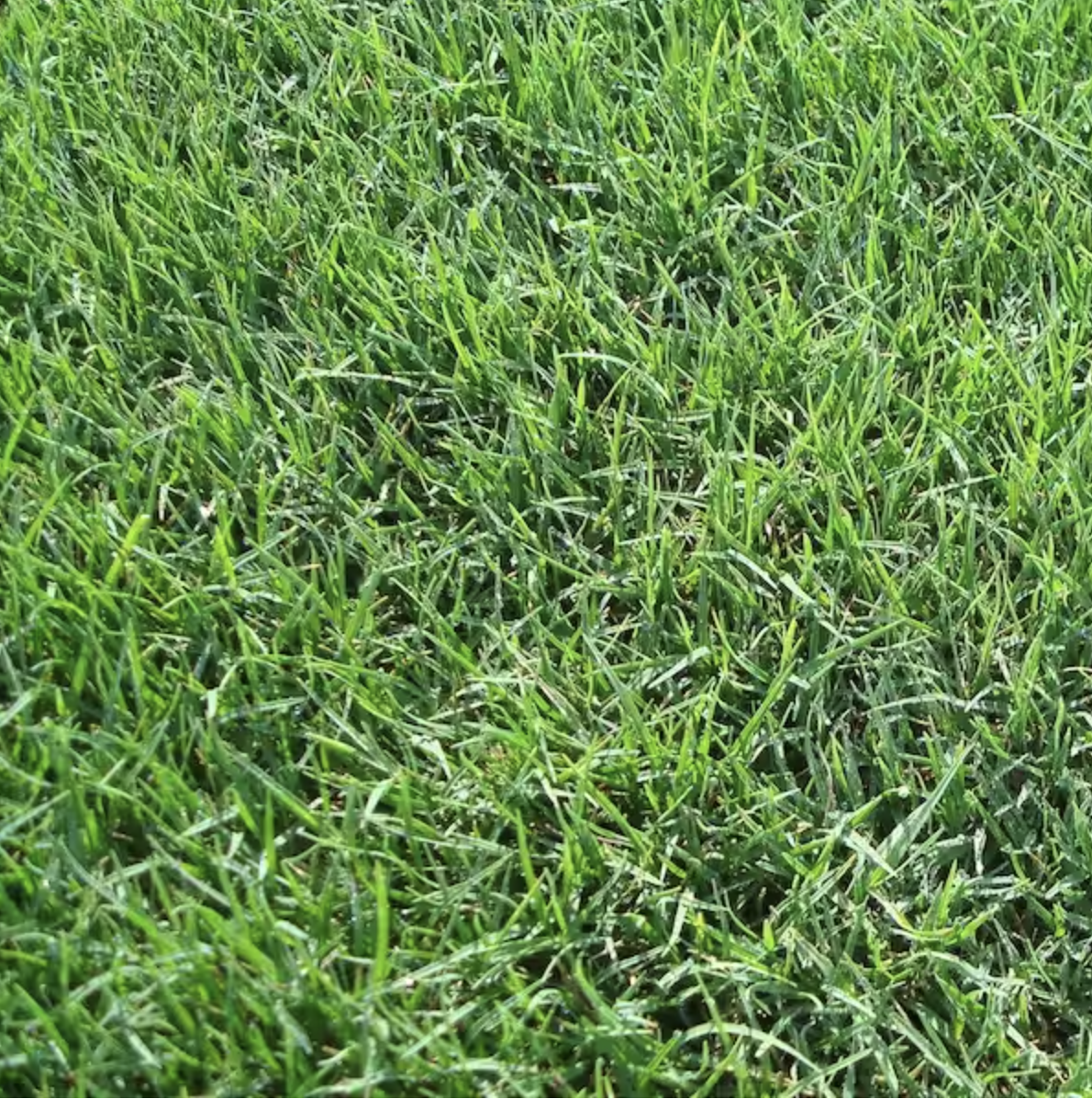 Bermuda grass