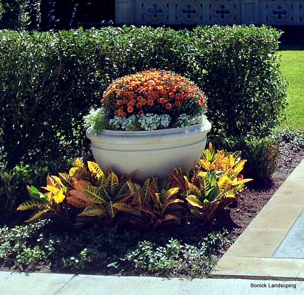 Garden container with mums and alyssum. 