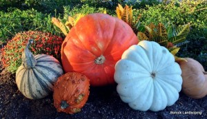 Adding Fall Color to Your Landscape