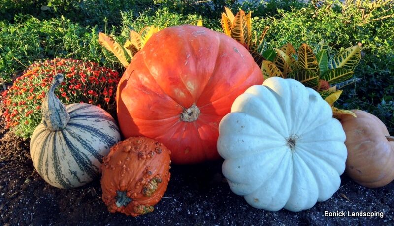 Pumpkins, gourds and mums add color to a Dallas yard in the fall.