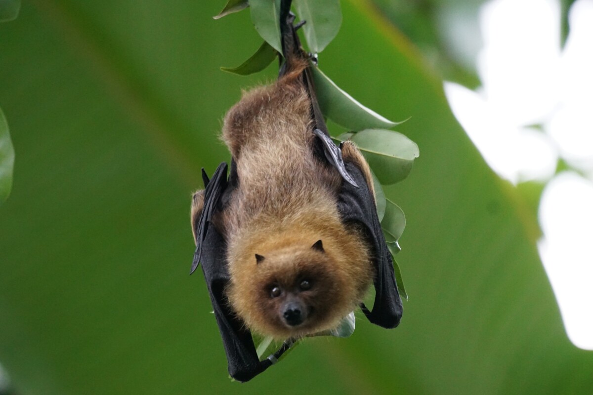 Texas Pollinators - Bat hanging upside down