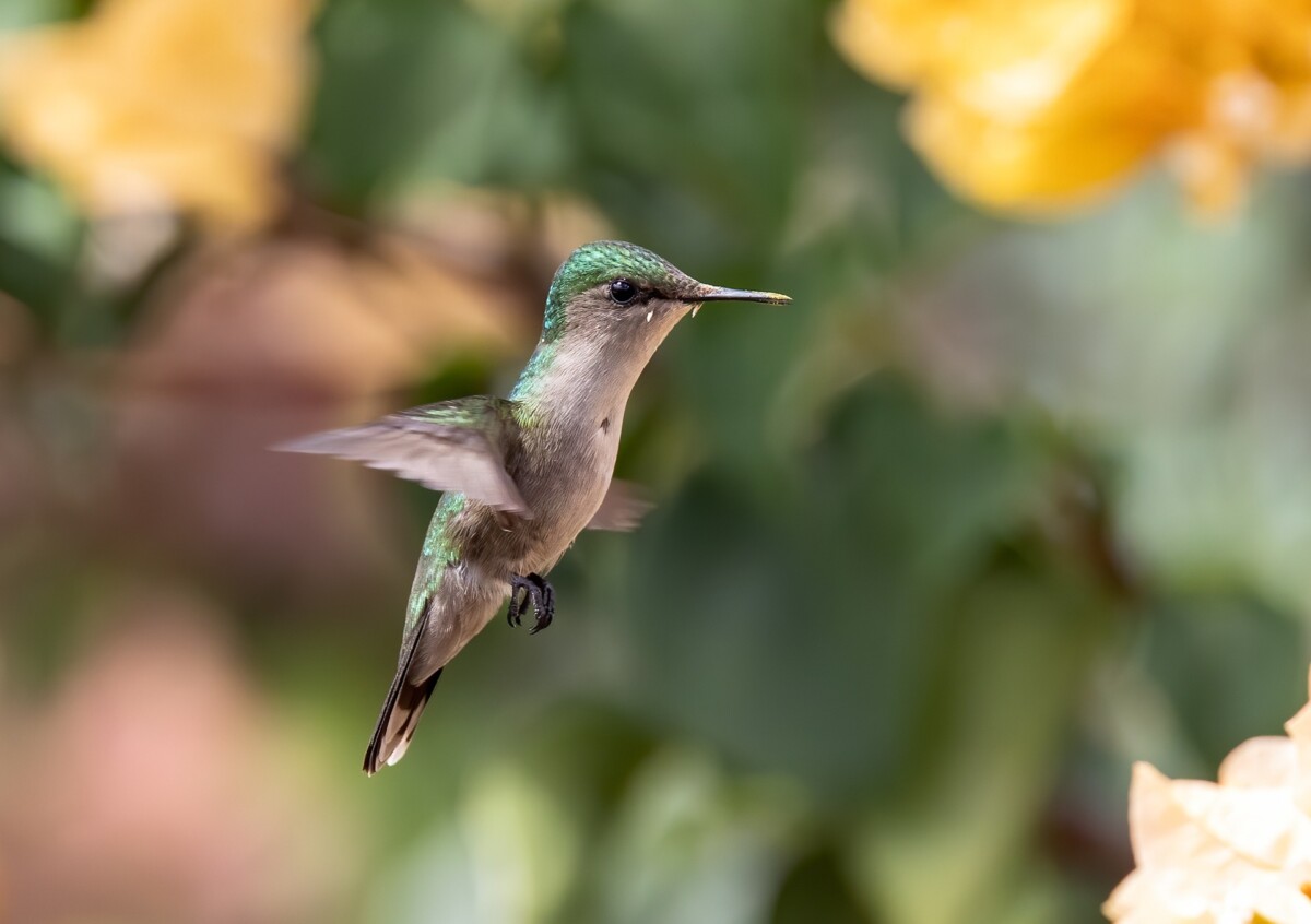 Texas pollinator hummingbird