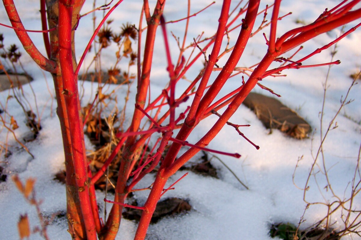 Coral Bark Japanese Maple during winter