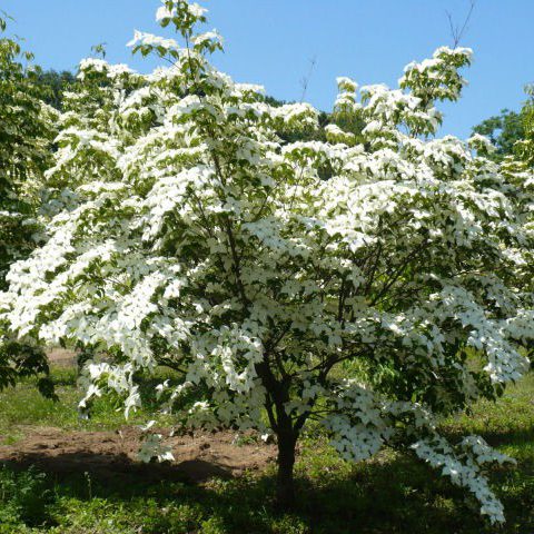 Cornus Kousa - Photo courtesy of Euro Dogwoods