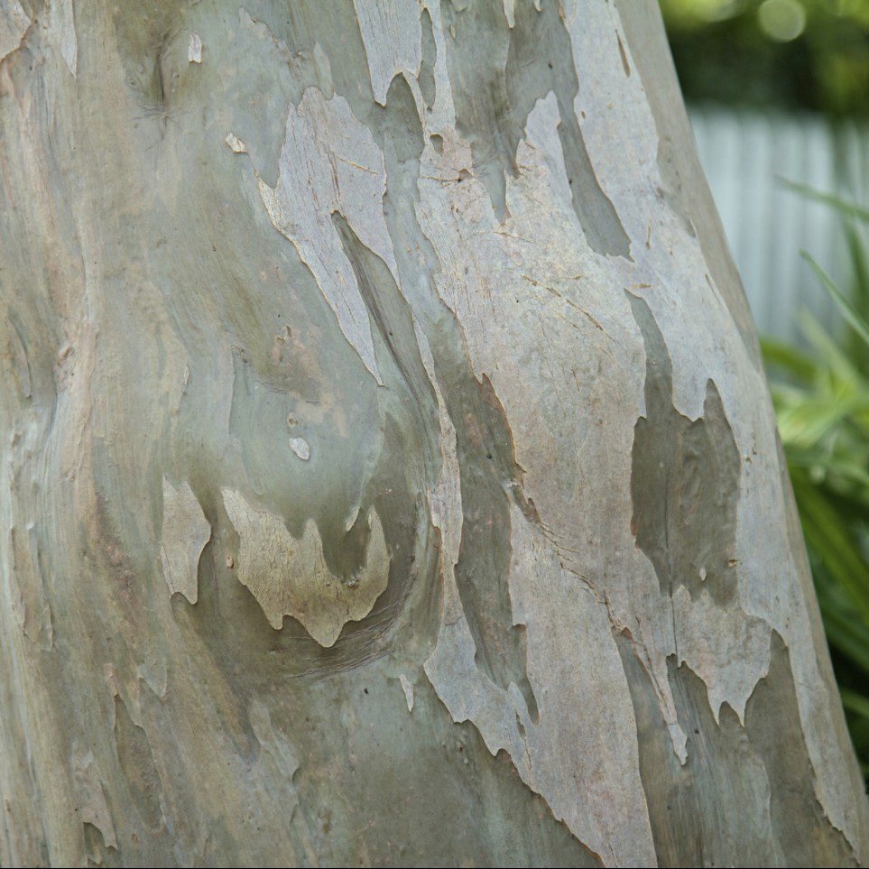 Crape Myrtle bark - Photo courtesy of Aces