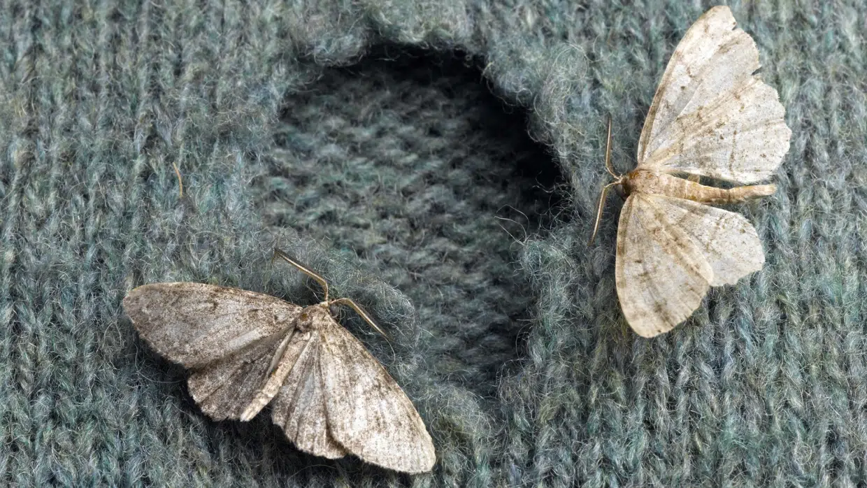 moths attracted to sweaters