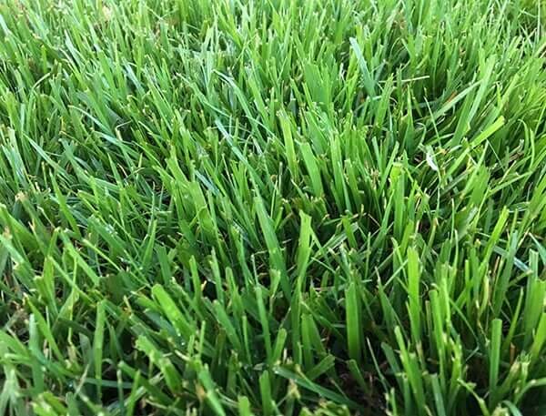 five star fescue grass