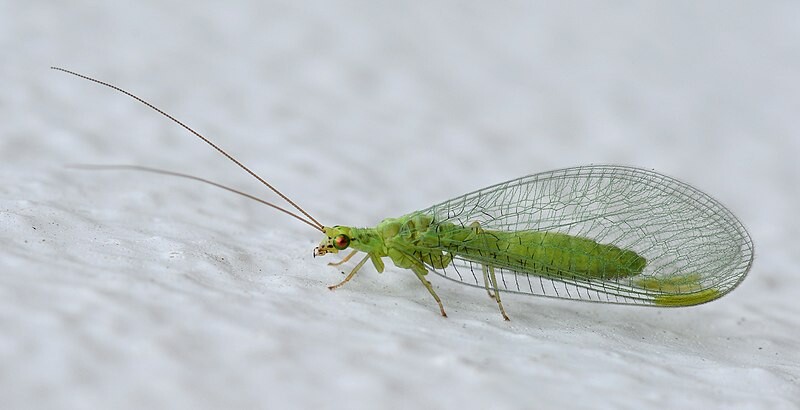 green-lacewing