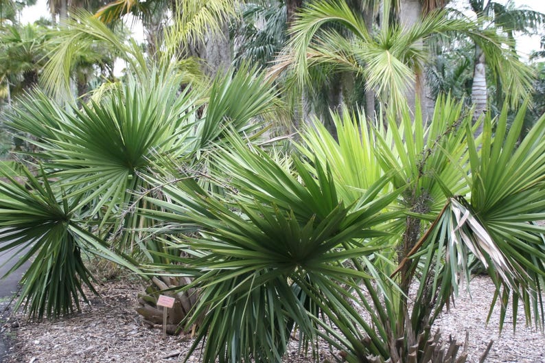 Sabal minor | Dwarf Palmetto | 5_Seeds image 1