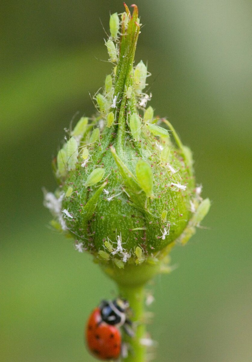 aphids and ladybug