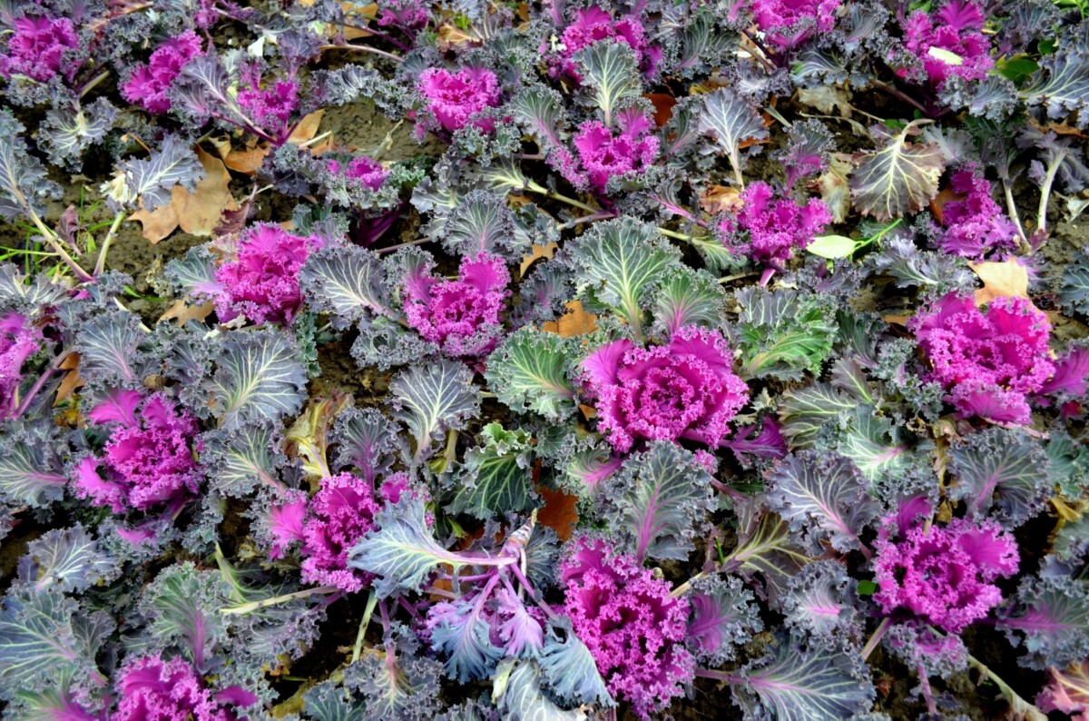 ornamental kale and cabbage produce winter color