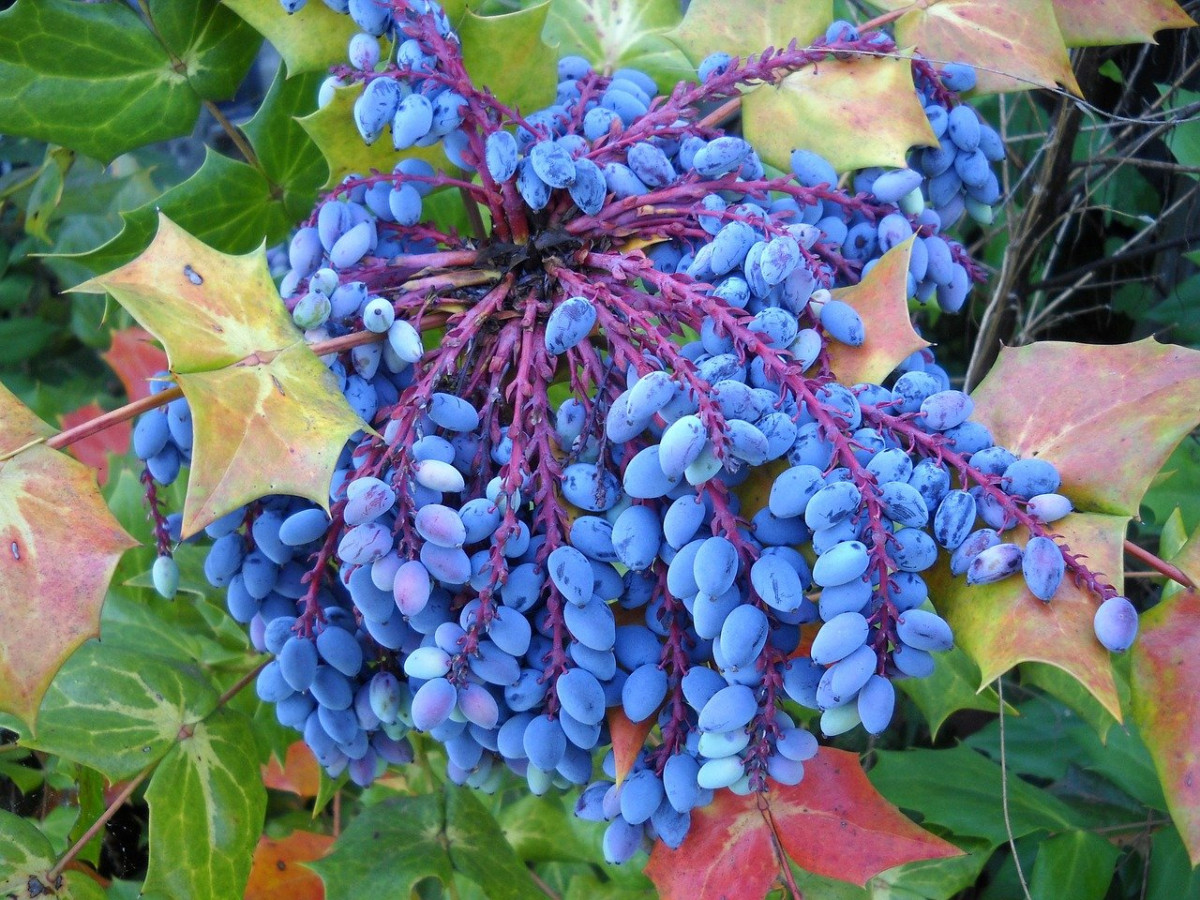 Mahonia Leather Leaf Purple Berries