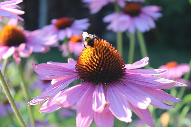 Texas pollinators - Mason Bee