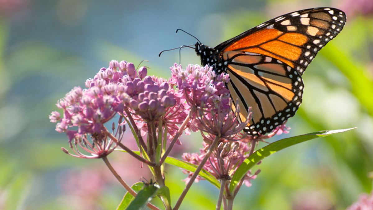 monarch butterfly on Texas milkweed
