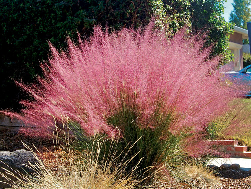 muhly grass