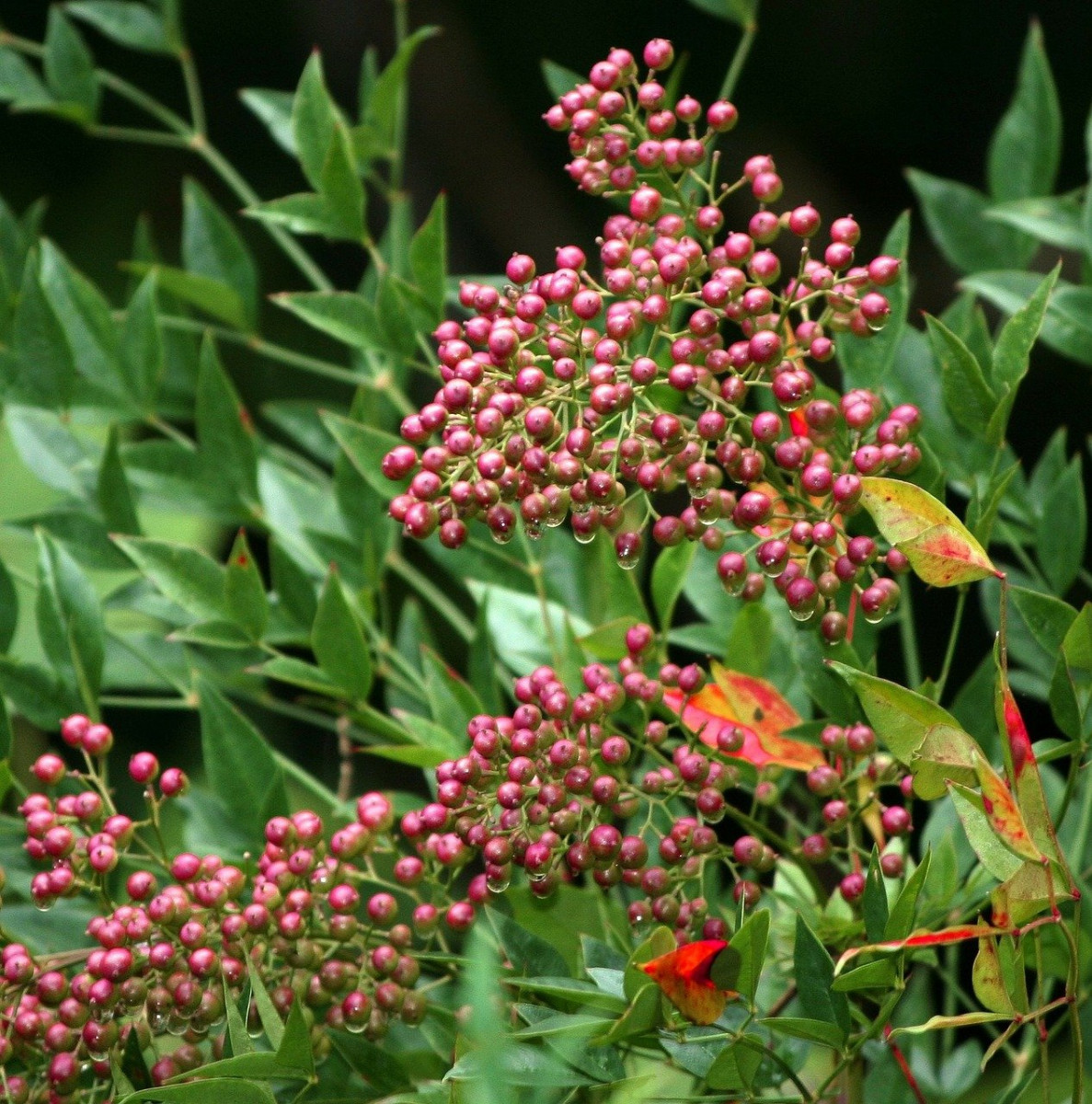 Nandina Berries