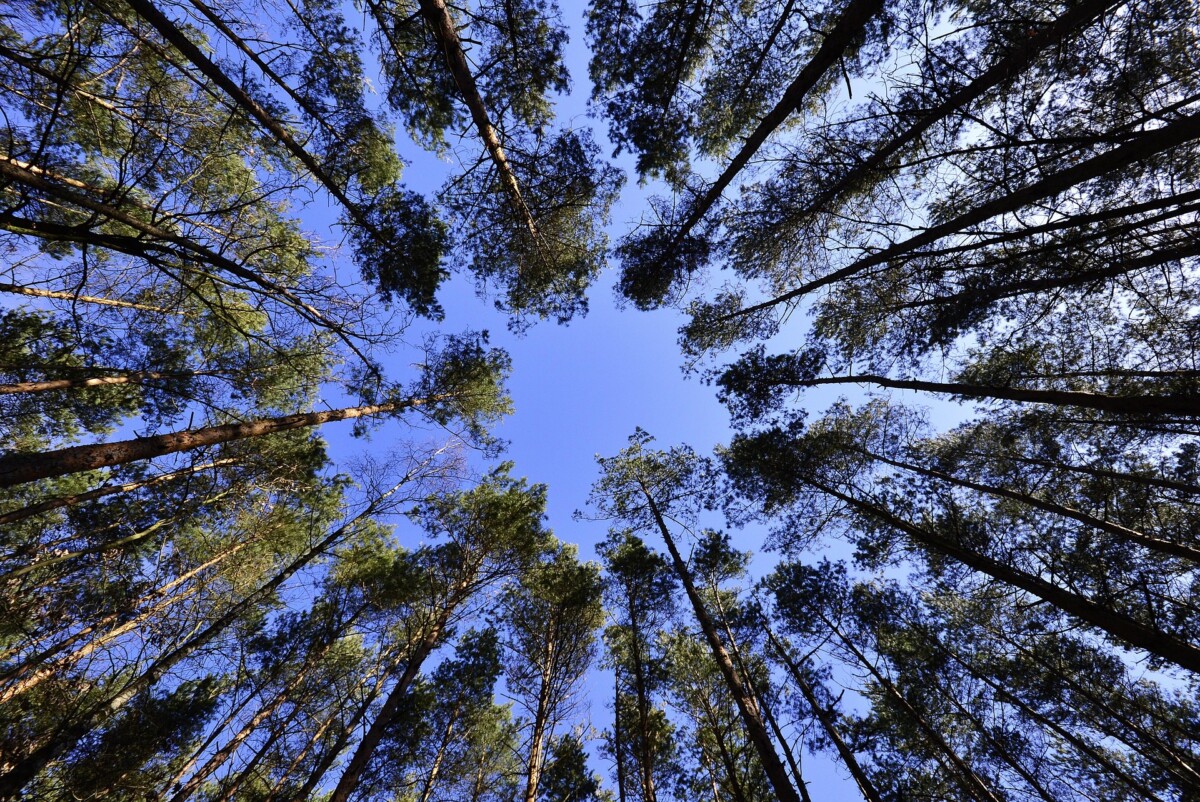 tree canopy