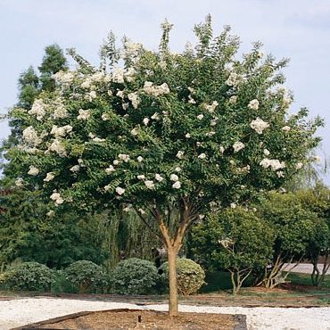 Natchez Crape Myrtle - Photo courtesy of Monrovia