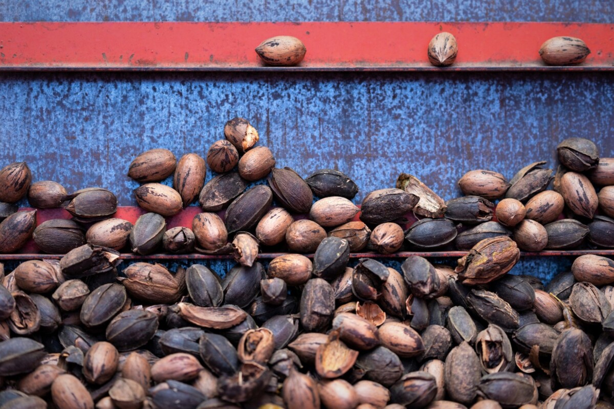 pecans