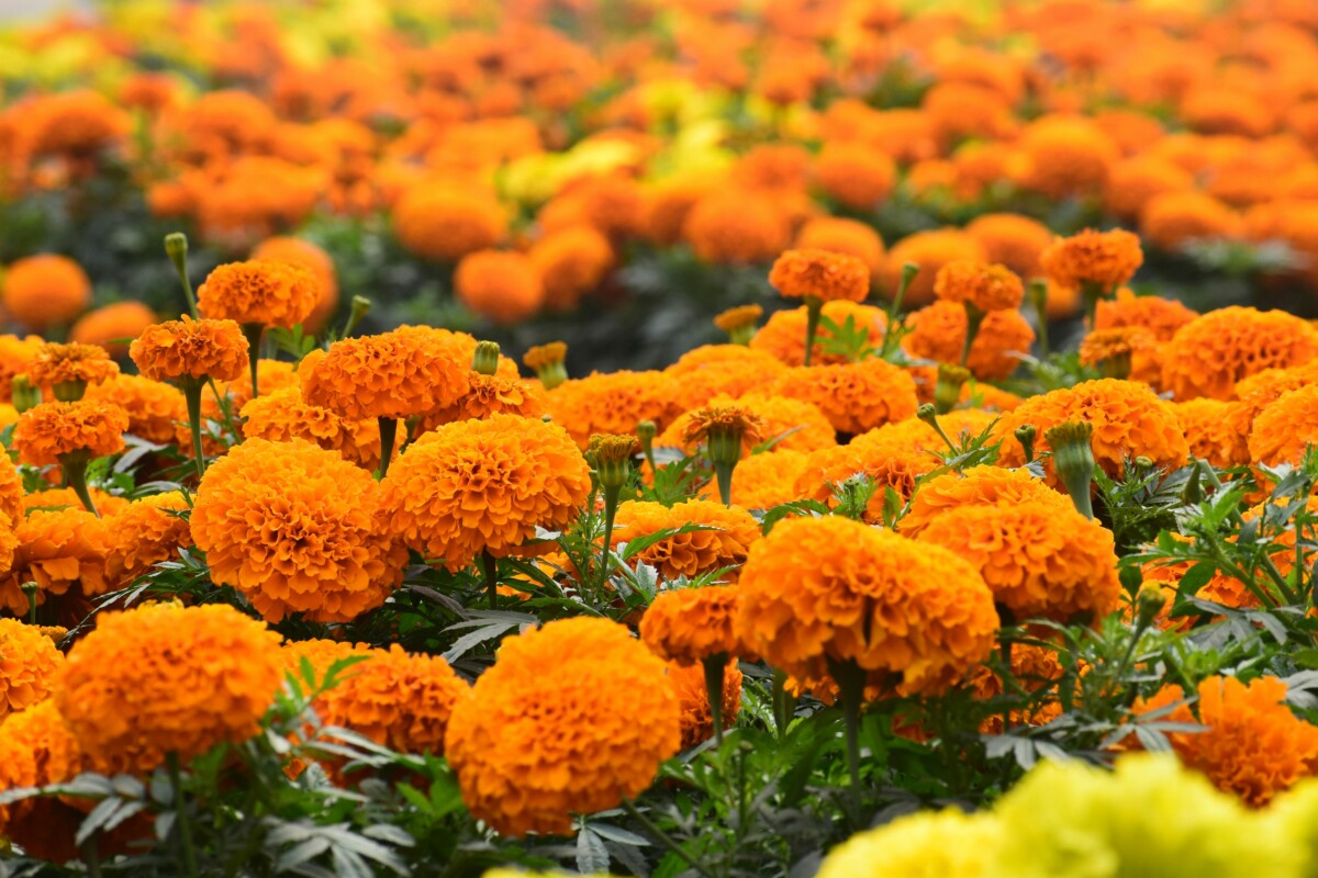 marigolds for backyard bug prevention