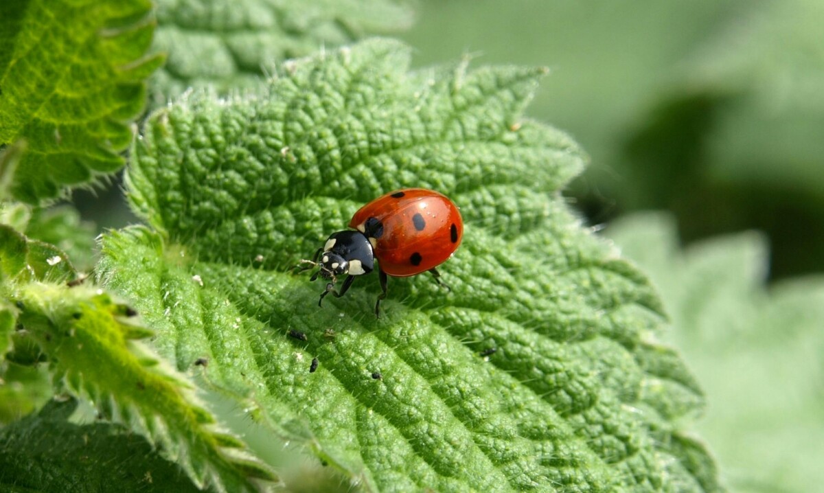 ladybug on leaf