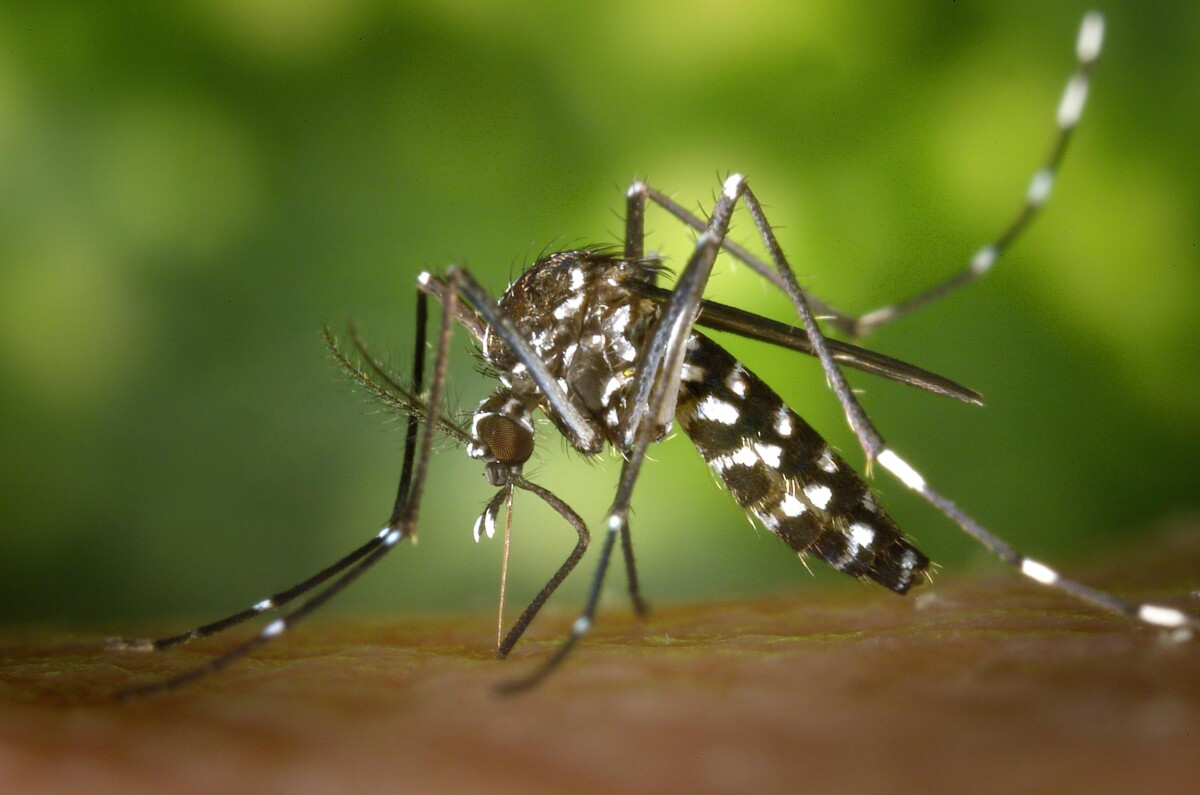 backyard bug prevention: mosquito