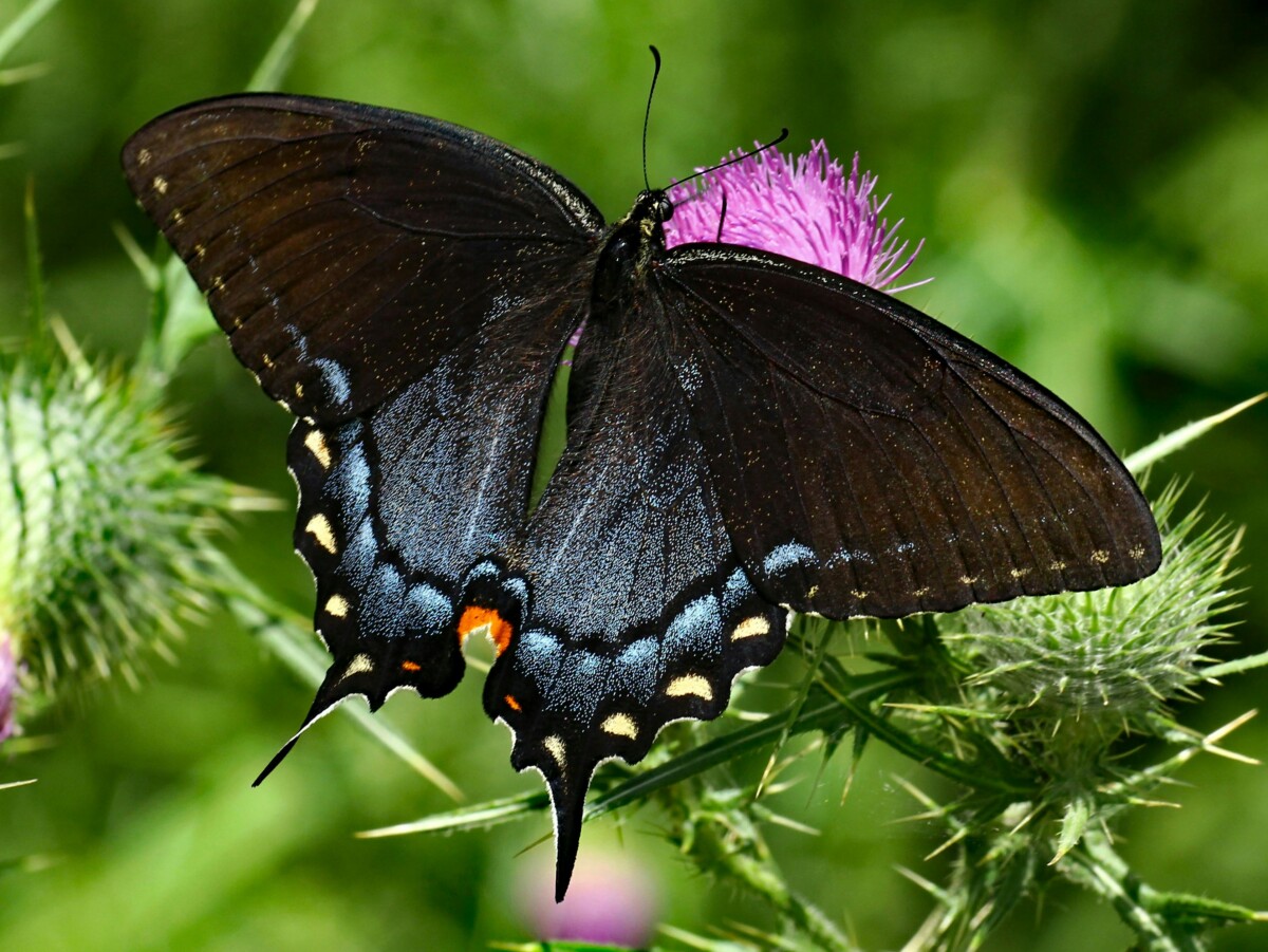 black swallowtail butterfly