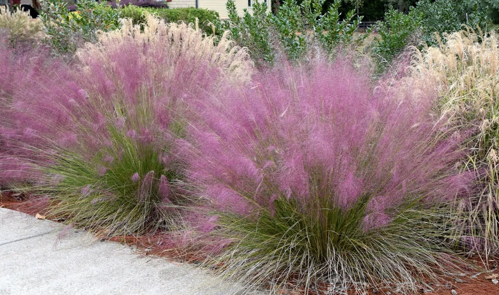 pink gulf muhly grass