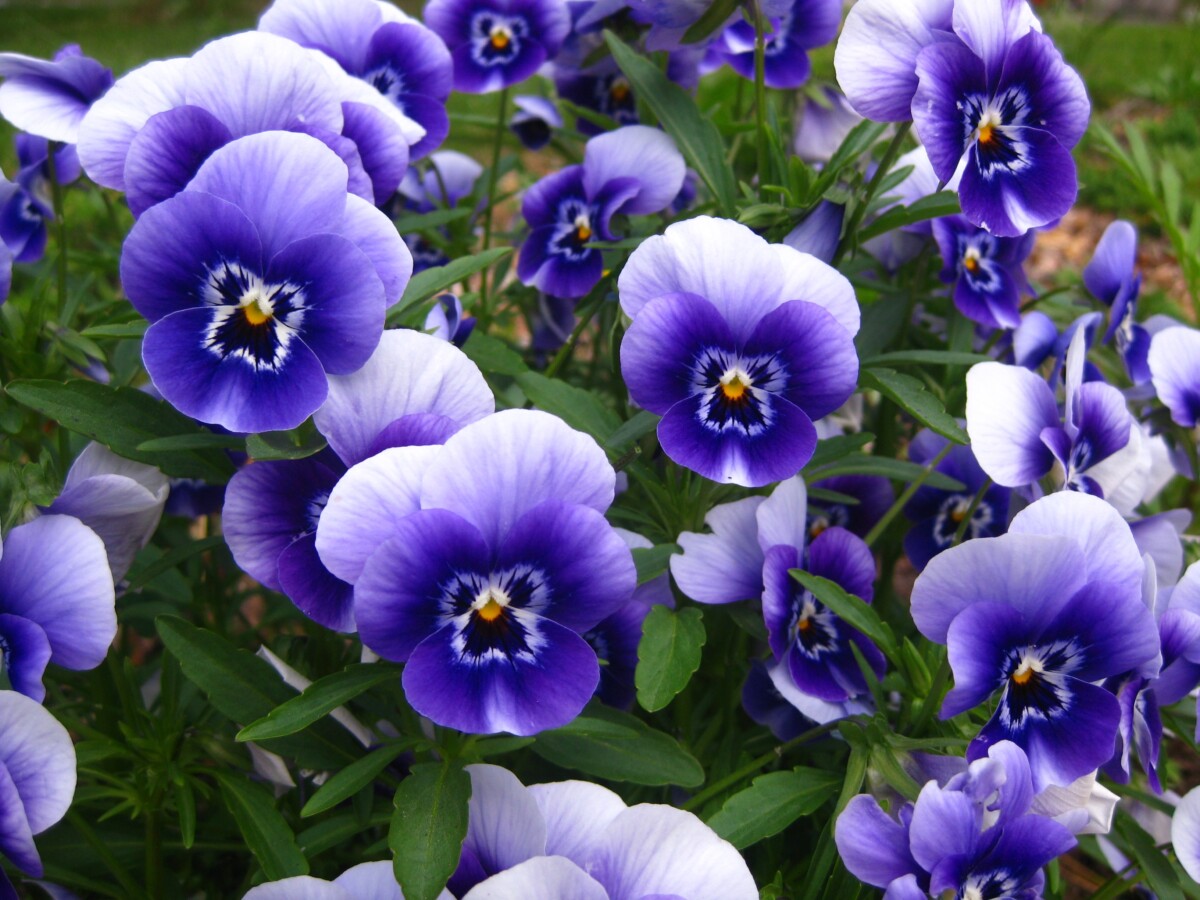Cool purple pansies look posh in our Dallas landscape