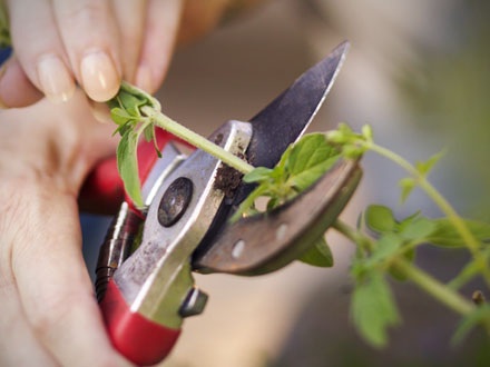 Pruning a shrub as part of spring landscaping activities in Dallas, Texas