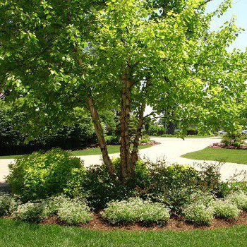River Birch tree - Photo courtesy of American Gardener