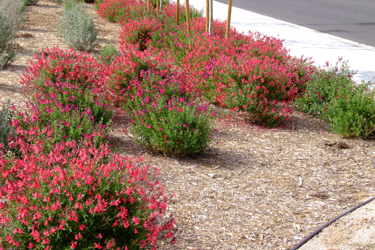 salvia-greggi-autumn-sage