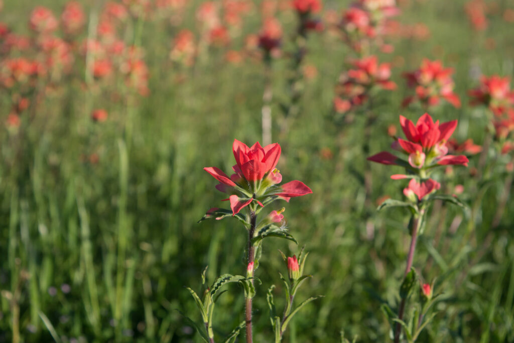 texas-native-plant-paintbrush-flower