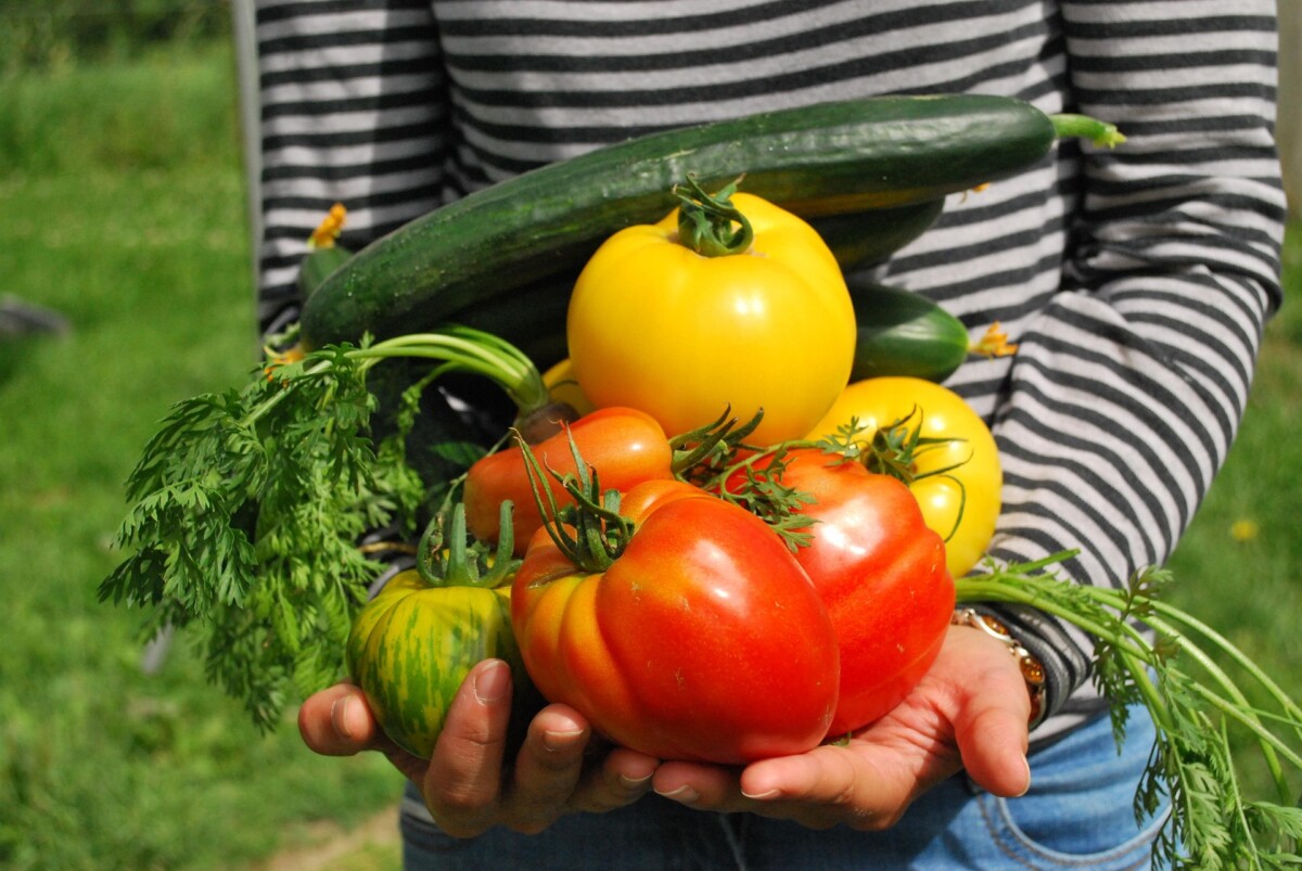 Fresh spring vegetables for garden party recipes