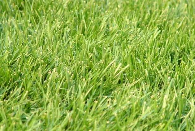winter rye grass