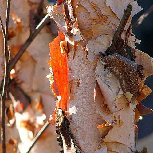 River birch bark - Photo courtesy of phillipsgarden.wordpress.com
