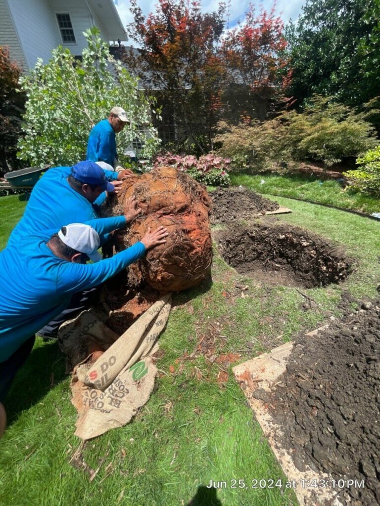 tree installation