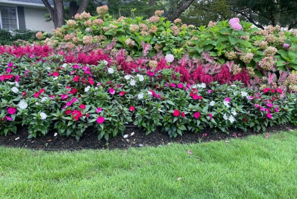 seasonal summer color